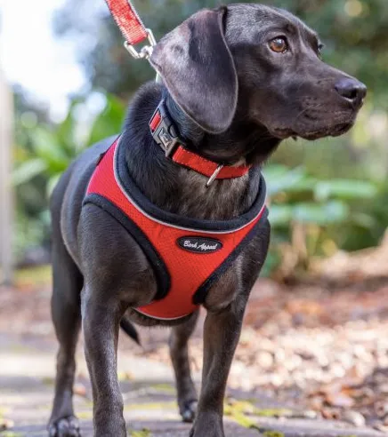 Mesh Step In EZ Wrap Harness, Assorted Colors