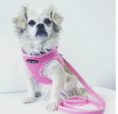 Mesh Step In EZ Wrap Harness, Assorted Colors